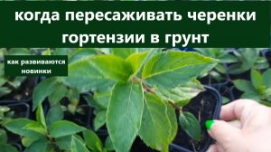 Гортензии. Как развиваются новинки. Когда пересаживать черенки в грунт.