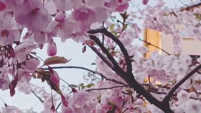 В Питере зацвела сакура смотреть онлайн