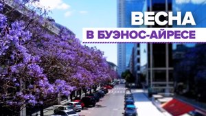 Фиолетовый туман: в Аргентине цветёт жакаранда