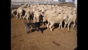 Australian Stumpy Tail Cattle Dog (Австрийская короткохвостая пастушья собака)