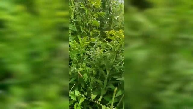 Дары июля. смотреть онлайн