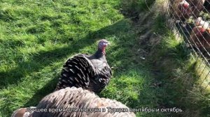 Как забронировать отель в Турции все включено самостоятельно?