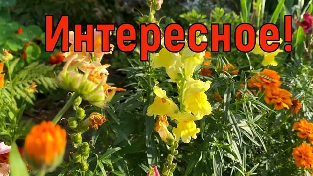 3 сентября Фаддеев День. Что нельзя делать 3 сентября. Народные традиции и приметы и суеверия смотреть онлайн