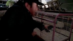 Кавказские Короткоклювые бойные голуби ( Герман Титов ,  г.Анапа., Россия )