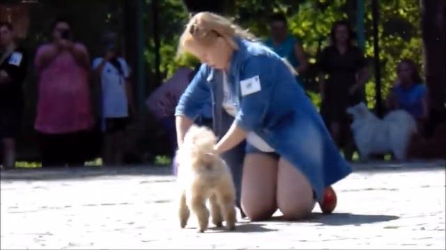 Выставка собак г. Остров смотреть онлайн