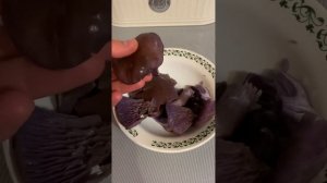 Как правильно готовить рядовку фиолетовую