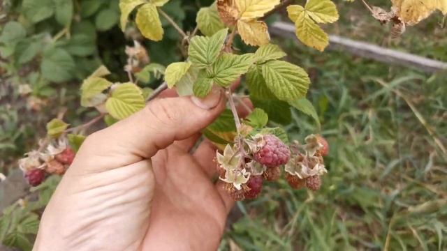Малина в горшке. Эксперимент. Как сорняк, может расти везде и без ухода смотреть онлайн