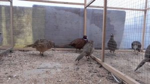 фазан Охотничий и Румынский