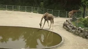 Жираф пьет водичку