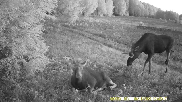 Лосиха и бычок у гонной ямки. смотреть онлайн