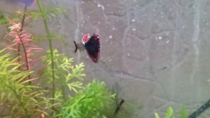 Гуппи Дамбо Слоновьи Уши Красный Дракон