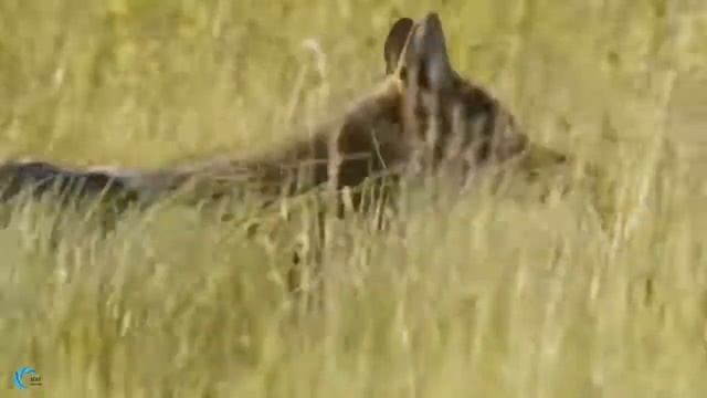 Гориллы спасают антилопу От охоты на гепарда, счастливчик спасается