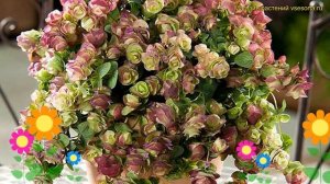 Душица круглолистная Киригами. Краткий обзор, описание характеристик origanum rotundifolium Kirigam