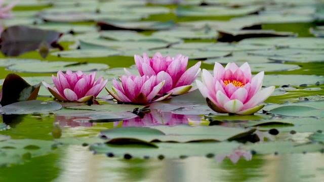 Про блокировку потока денег страхами.mp4 смотреть онлайн