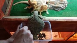 Кормление бородатых агам