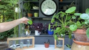 Cool Ways to Propagate Pilea Peperomioides!