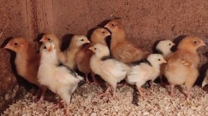 Куры Редбро. 23.09.2022.