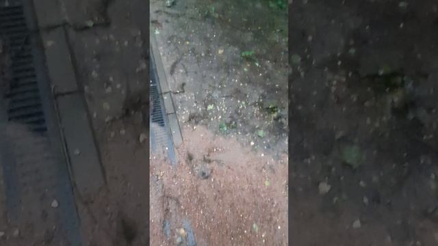 новые ливневки в заказнике, 28.07.2023 смотреть онлайн