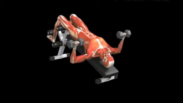 Жим гантелей лежа на скамье с обратным наклоном Decline bench press Dumbbell смотреть онлайн