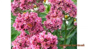 Флокс метельчатый Фэнси Филингс (fancy feelings) ? обзор: как сажать, рассада флокса Фэнси Филингс