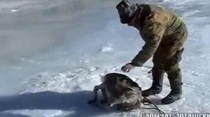 Спасение горных баранов в Сарычат-Эрташском заповеднике.