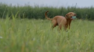 Vizsla.Выжла Беларусь Canis Fortuna Uma 2015