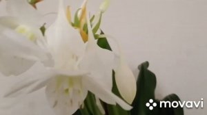 Привожу в порядок свои сингониумы. Формируем красивый кустик.