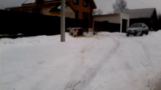 Злые собаки. Чисто случайное видео! смотреть онлайн