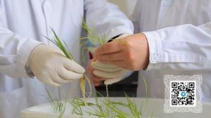 Стратегия КПК, подводный юбилей, водородный велосипед, в борьбе с проказой, цянский Новый год