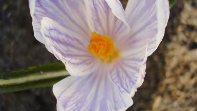 Золотые переливы....апрель в моем саду смотреть онлайн