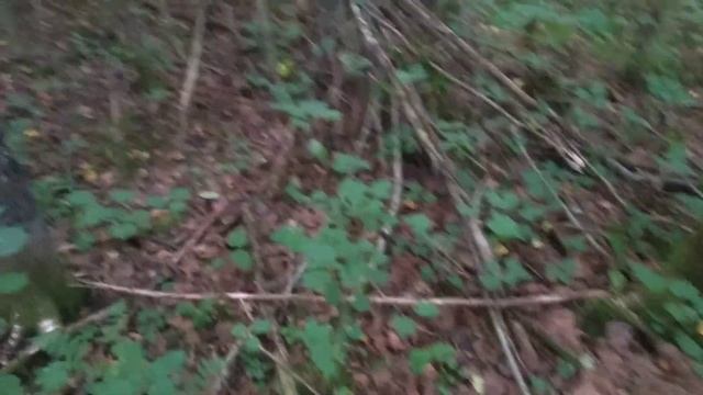 Грибной сезон 2021 открыт. Только белые грибы и подосиновики. смотреть онлайн