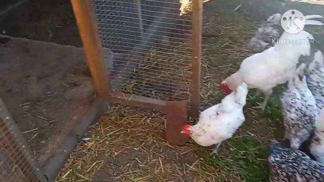 Кусочек счастья для кур. Пока зерно не проращиваю. #курица #куры #цыплята #яйцо #курятник смотреть онлайн
