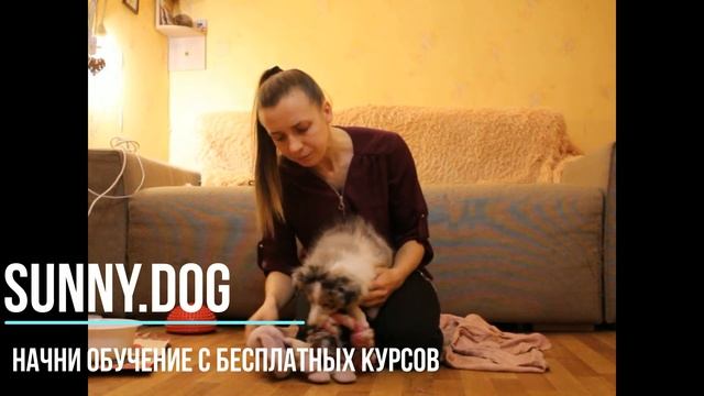 Щенок кусается за ноги и руки. Как отучить кусаться щенка?Что делать? смотреть онлайн
