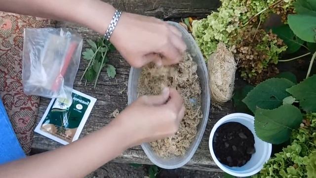 Хризантема многолетняя ! Размножение черенками !