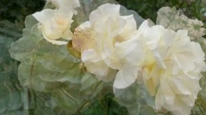 Роза Шнеевальцер ( Rose Schneewalzer ) 17 сентября 2021 г.