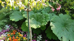 ФУКСИЯ роскошное деревце фуксии в саду - цветущий сад / Германия