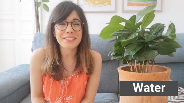 Coffee Plant care | Coffea arabica houseplant care смотреть онлайн