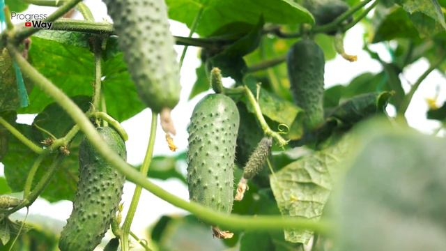 Пожелтение Огурцов Сразу Исчезнет И Начнётся Бурное Плодоношение! смотреть онлайн