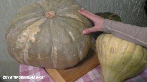 Обзор тыквы от коллекционера/ Урожай тыквы/сезон 2019/Отзыв/#pumpkin #squash