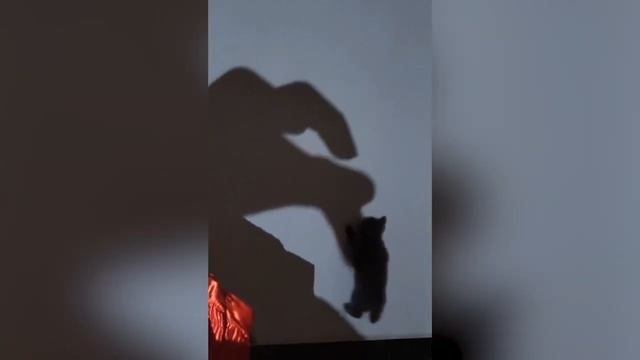 Веселые котики 3