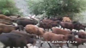 Маршрут перегона Гиссарских овец Таджикистана. Гиссары и саги дахмарда