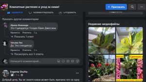 ЗАДАЙТЕ ВОПРОС ПО КОМНАТНОМУ РАСТЕНИЮ.  ВАМ ОТВЕТЯТ!