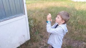 Шершни строят огромное гнездо в сарае