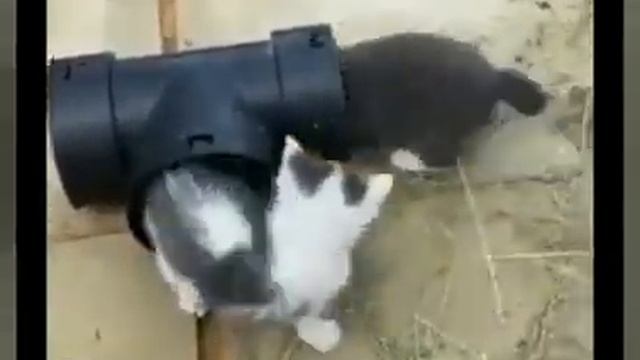 Чему можно радоваться?