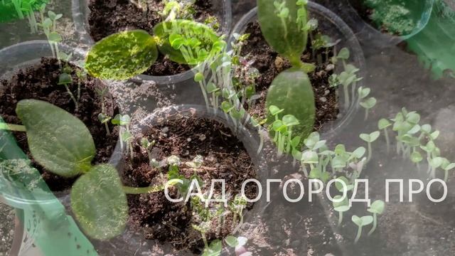 ЛОЖКА ЭТОГО УКРЕПИТ РАССАДУ И ДАСТ БОЛЬШОЙ И ЗДОРОВЫЙ УРОЖАЙ!