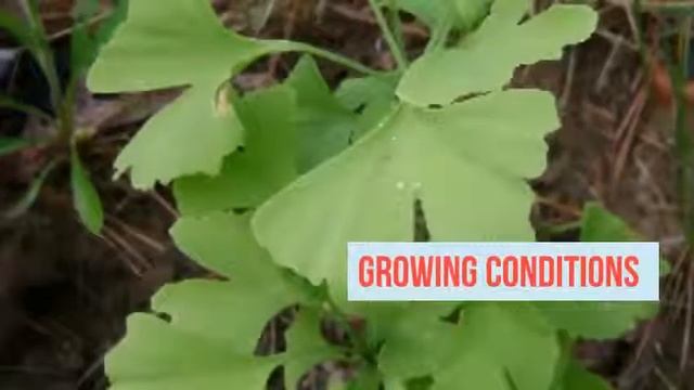 Ginkgo biloba Growing Guide Maidenhair tree by GardenersHQ