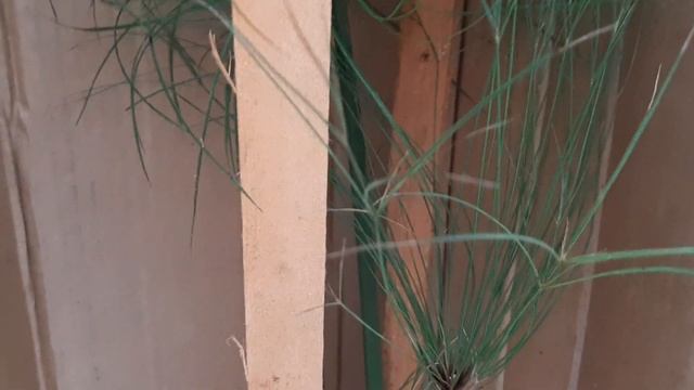 ФАРАОН ПРИЕХАЛ! Циперус. 31.08.2022. смотреть онлайн