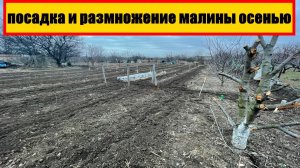 Посадка и размножение малины осенью || Размножение малины делением куста осенью #малина #выращивание