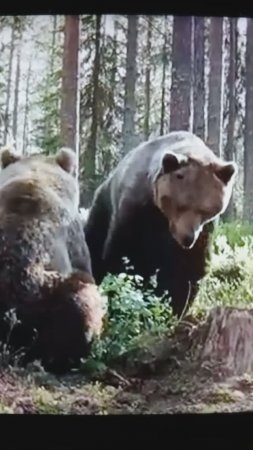 Загадочная встреча медведя и медведицы#Shorts