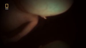 Как происходит Зачатие ребёнка в течении всех недель Беременности